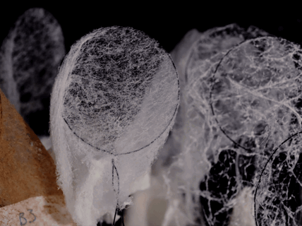 Animated echosense logo