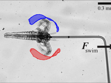 Microscopic view of a larva with red and blue outlines showing swimming motion. Scale bar indicates 0.3 mm.