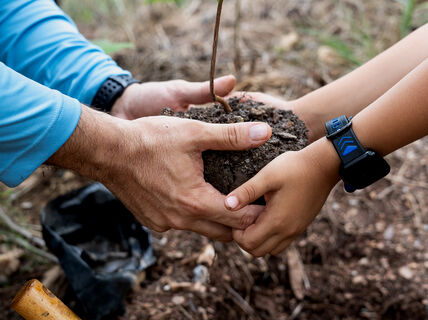 Adult and child hands hold a small green sapling with soil, ready to plant in a forest bed