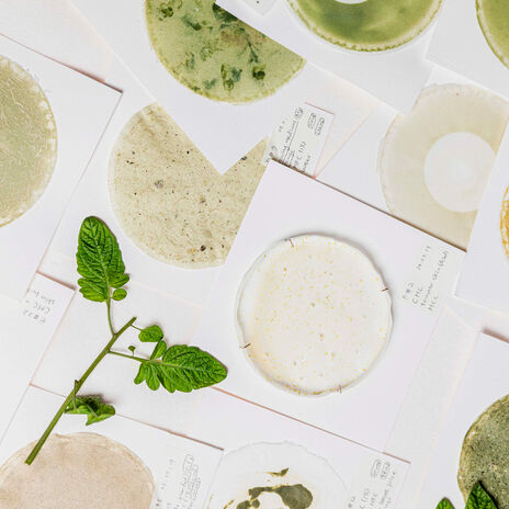 Various circular samples on white cards, including green, yellow, and beige, with a sprig of green leaves.