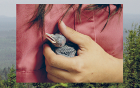 Taidekasvatus ympäristöhuolen aikakaudella kirjan kansi (yksityiskohta). Linnunpoikanen lähikuvassa, ihmisen kädessä. Taustalla punainen vaate ja osa henkilön tummanruskeista hiuksista.