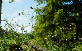 cutting down an alder tree in a green forest scenery with a bright summery sky
