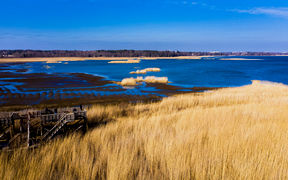 Blue sea, golden grass and green woods in a view to Laajalahti nature reserve
