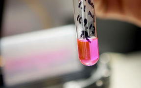 A test tube containing pink liquid and notes written on the tube