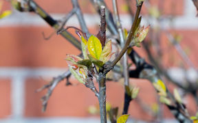 Image of a three during springtime