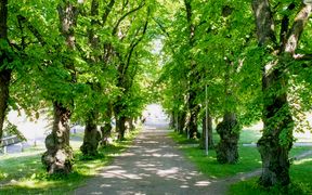Otaniemi Lehmuskuja (photo Mikko Raskinen)