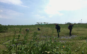 A grassfield with some low bushes and a blue sky in the background. Four researchers observe the field in different locations, both standing and kneeling down to examine the soil, species, and surrounding.. 