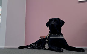 Labradorinnoutaja Niksi katsoo kameraan.