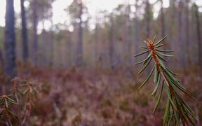 Close-up of a pine needle branch with a forest background. The focus is on the branch in the foreground.