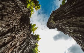 Upward view between two rough tree trunks with green leaves, framing a bright cloudy blue sky