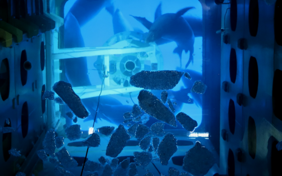 Seals in the moon pool of Agulhas II.