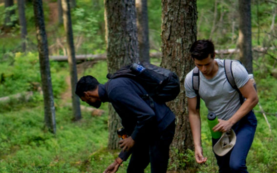 Group of students walking in Finnish forest during summer and picking blueberries.
