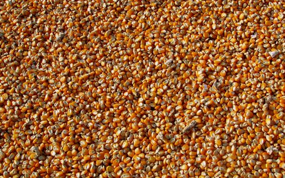 Kuvan täyttävät kullanruskeat maissinjyvät