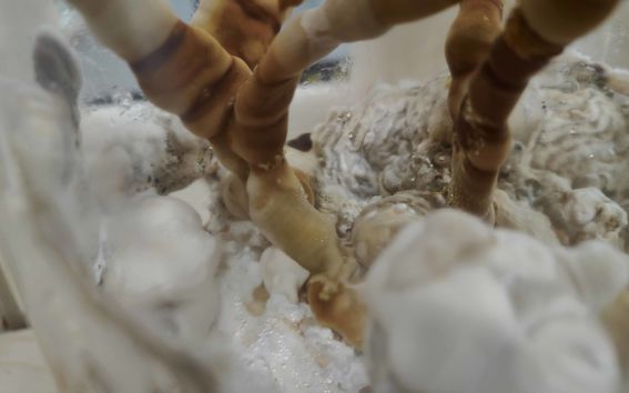 Sienikasvustoa lasipurkissa läheltä kuvattuna.