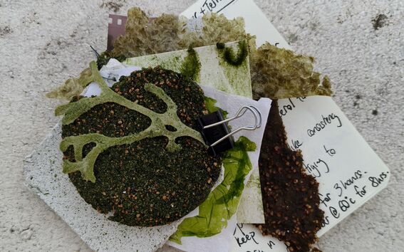 Stack of seaweed-like green samples and notes clipped together on a light textured surface