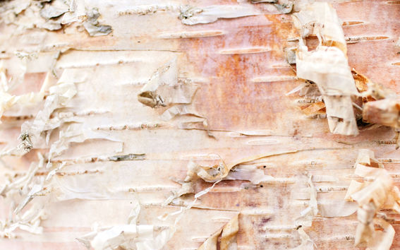 A birch tree photographed by Eeva Suorlahti.