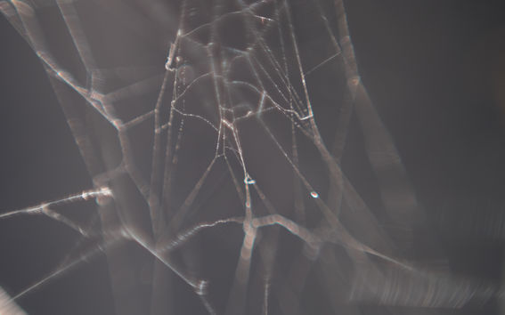 New Silk research project