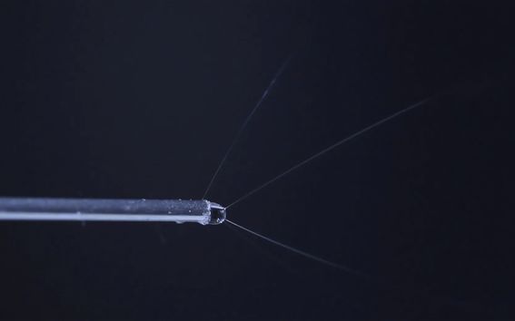 Kuva osoittaa, miten valmistetaan biosynteettistä hämähäkinseittiä suurjännitteen avulla