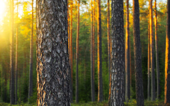 Finnish forest