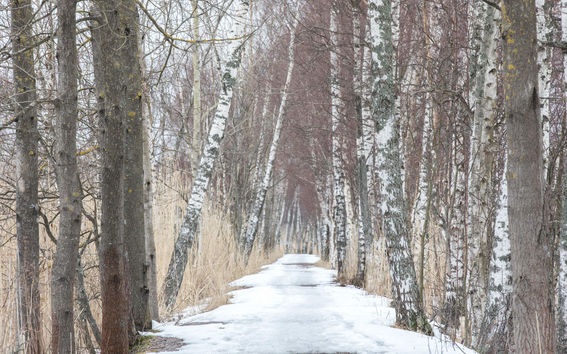 The picture shows a path to the bird tower on Aalto University Campus. 