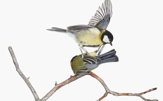 Valokuvassa on kaksi talitiaista oksalla, toinen lintu seisoo toisen päällä. Kuva: Sanna Kannisto.