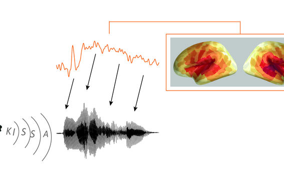 Aivokuori seuraa äänen piirteitä hyvin täsmällisesti ymmärtääkseen puhetta. Kuva: Aalto-yliopisto
