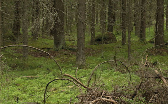 Juulia Juutiainen master's thesis cover