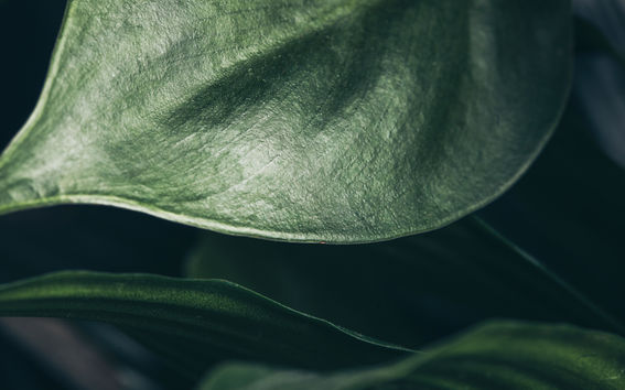 Finnceres kehittää uusia biomateriaaleja