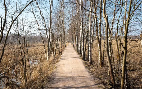 Path in the Laajalahti nature area