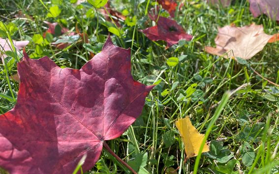 Syksyinen vaahteranlehti