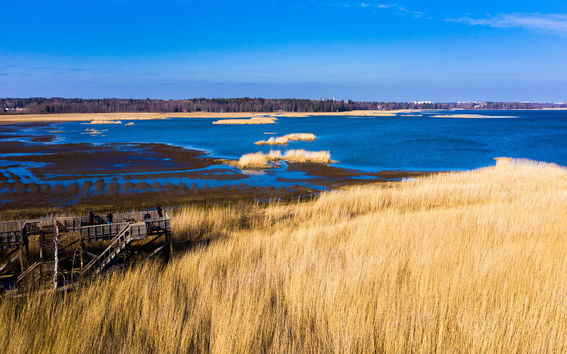 Blue sea, golden grass and green woods in a view to Laajalahti nature reserve