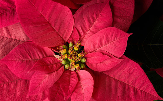 Dean's Christmas Coffee