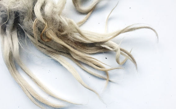 valkoisella alustalla on esillä vaalean eri sävyistä villakuitua, osin takkuista ja osin suoria suikaleita 