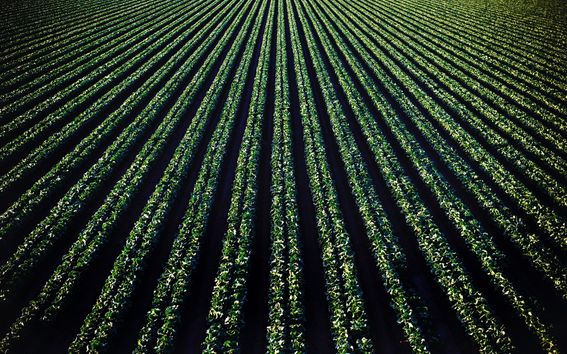 Photo of crop by Tim Mossholder from Pexels