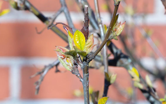 Image of a three during springtime