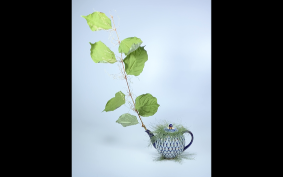 a pot from which a branch comes out