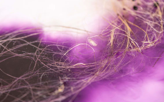 Purppuranvärisellä taustalla vaaleanrusehtavia pellavaisia kuituja, kuva Julie-Anne Gandierin materiaalitutkimuksesta, kuva Valeria Azovskaya