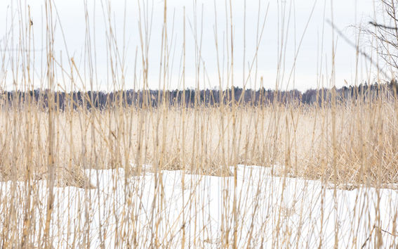picture of Otaranta nature in winter