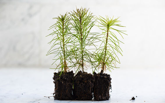 Kolme puuntainta kasvualustassa.