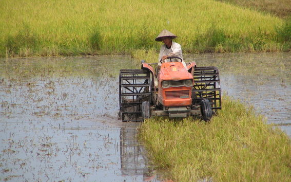 Maanviljelijä ajaa traktoria riisipellolla