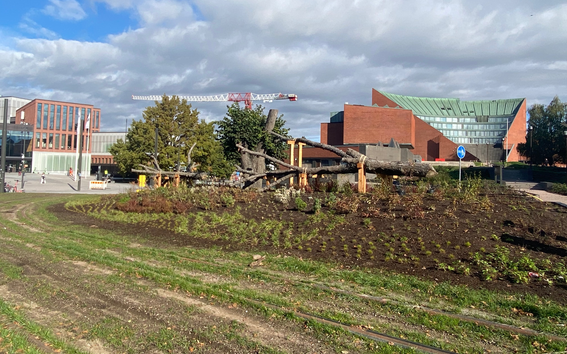 Three decaying linden trees as campus outdoor art placed next to light rail tracks in front of the Undergraduate Centre.
