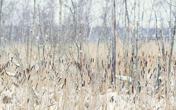 Talvimaisema Laajalahden luonnonsuojelualueelta