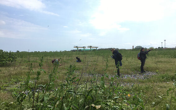 A grassfield with some low bushes and a blue sky in the background. Four researchers observe the field in different locations, both standing and kneeling down to examine the soil, species, and surrounding.. 
