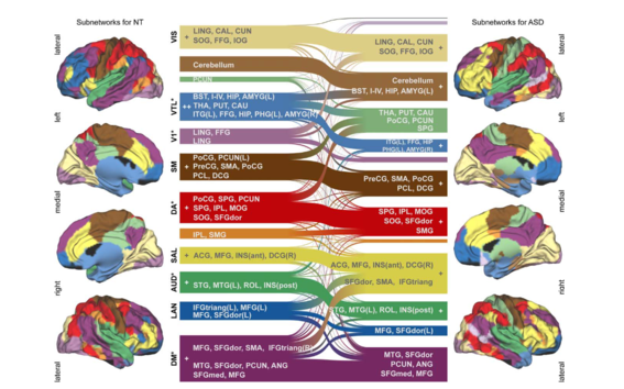 Functional subnetoworks and their reorganization between NT and ASD