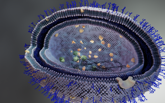 Havainnekuva bakteerista läheltä.
