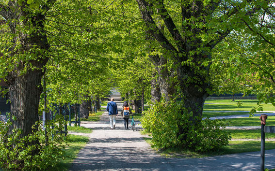 Two persons walking in a tree-lined alley.