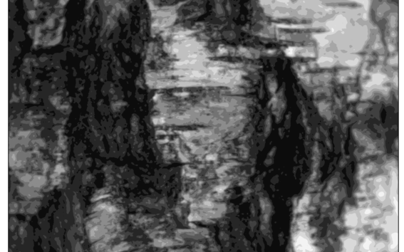 Grayscale visualization of tree stem bark.