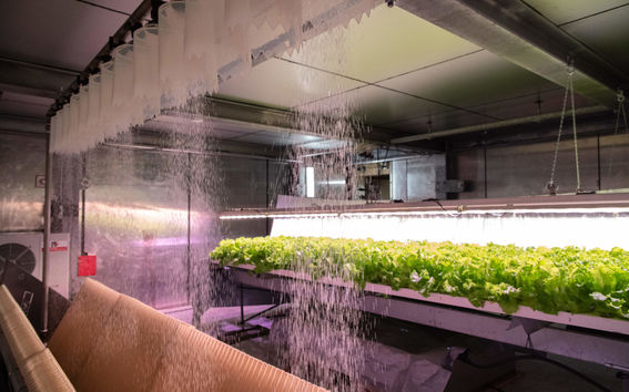 Kasvihuoneen kastelujärjestelmä