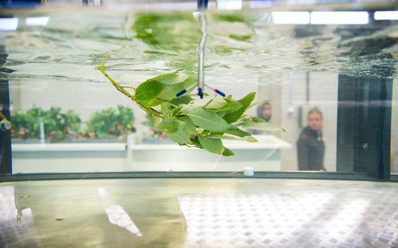 Picture of leaves in water.