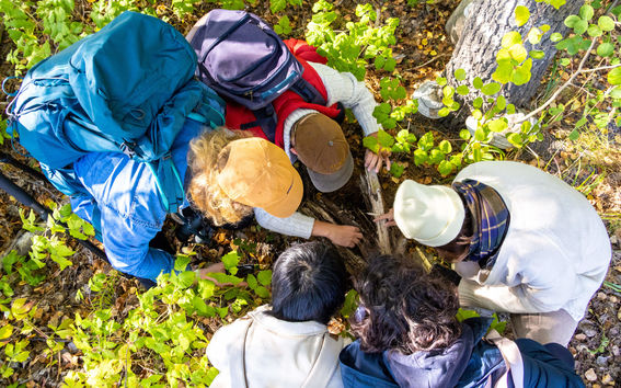 5 people seen from above in the woods examining something together.